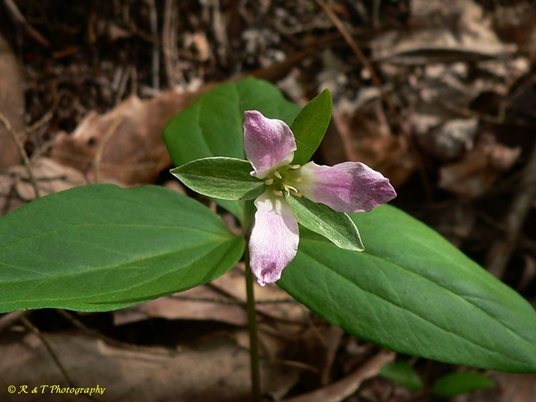 {Trillium persistens}